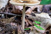 Mushrooms In The Forest Photography, a Nature Photo by Full Circle Design Studio (Thumbnail 37 of 38)
