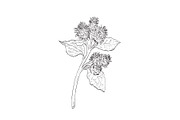 Burdock Arctium Sp Plant Drawing, a Decorative Illustration by patrimonio (Thumbnail 1 of 3)