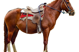 Side view isolated real photo od horse with mount, an Animal Photo by DanFLCreativo