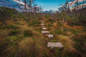 Footpath made of wooden planks, a Nature Photo by Alpine Dreams