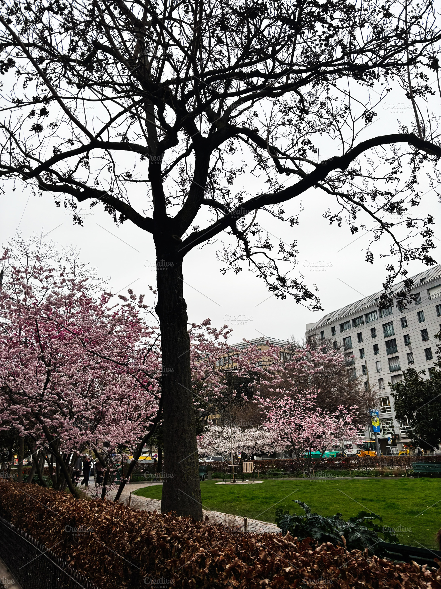 Cherry blossom trees in blooming park amidst urban cityscape of Geneva, Switzer, a Photo by AS photostudio