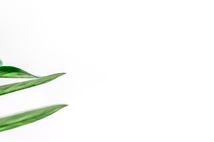Green plants leaves on white background, a Nature Photo by Dvoevnore photos
