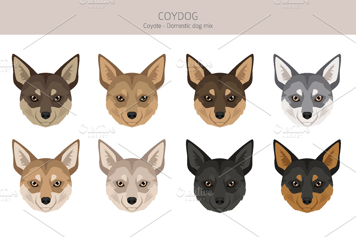 Coydog. Coyote - Domestic dog mix, an Animal Illustration by pet design shop (Photo 5 of 6)