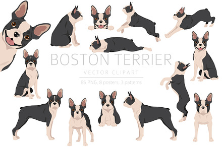 Boston Terrier clipart, an Illustration by pet design shop