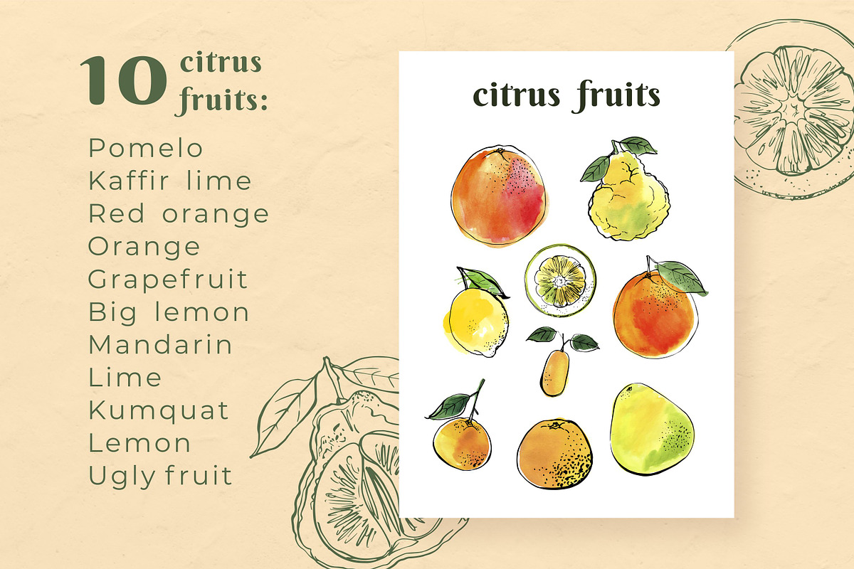 Citrus sketch. Oranges and lemons, a Food Illustration by irina.vaneeva (Photo 4 of 11)