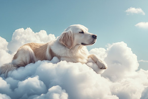 Labrador dog relaxing on a cloud, an Animal Photo by MistyDay
