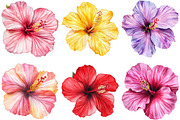 Hibiscus Flower Watercolor ClipArts, an Illustration by cherrydesign (Thumbnail 3 of 3)