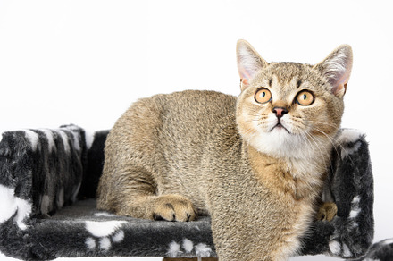 gray purebred kitten Scottish straight chinchilla lies on a whit, an Animal Photo by ndanko