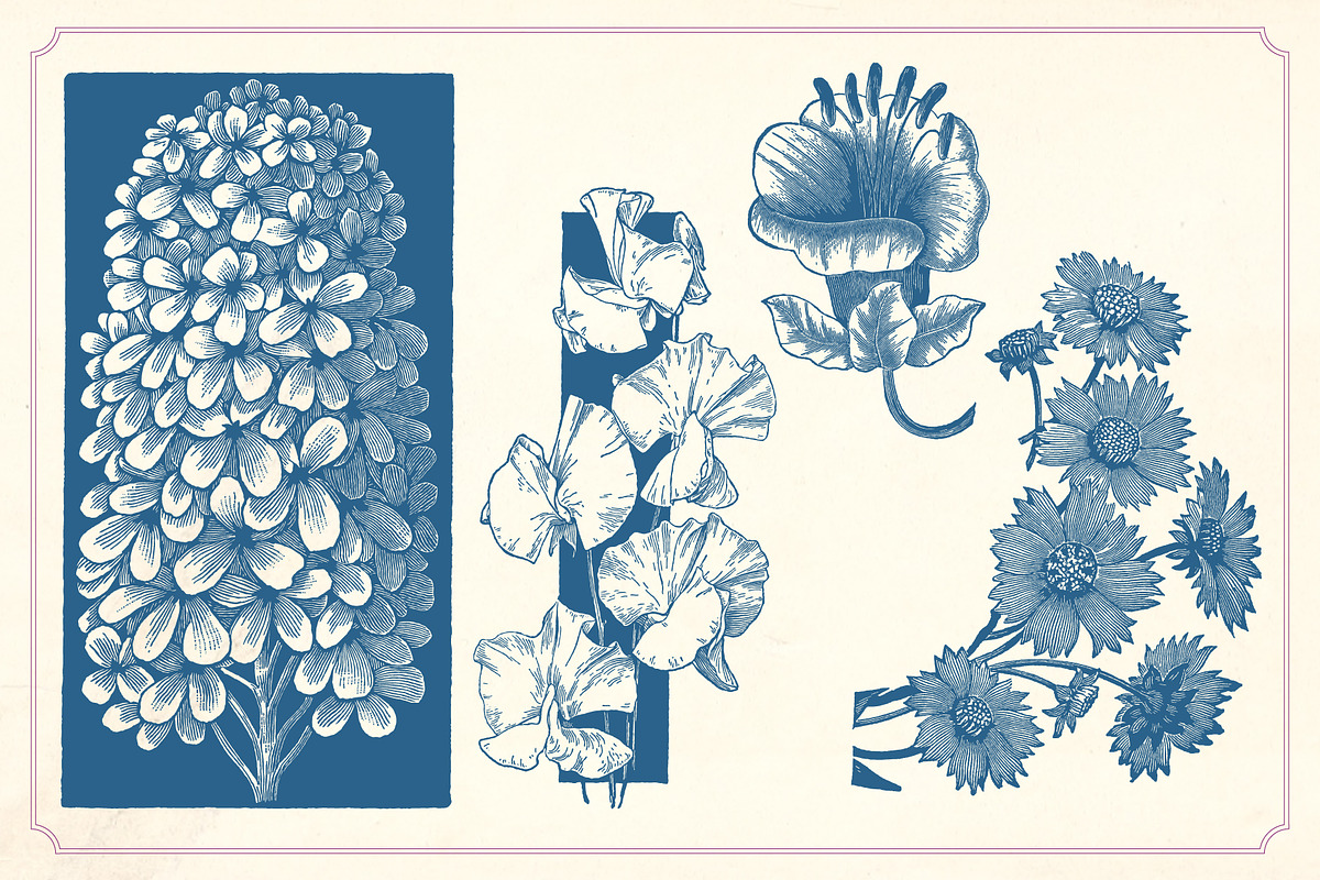 Vintage Flower Illustrations, a Decorative Illustration by Mr Vintage (Photo 13 of 13)