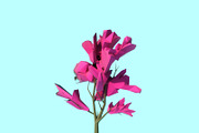 Beautiful Low Poly Tree 02, a Scene 3D Model by Tedi Permana (Thumbnail 2 of 4)