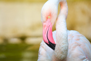 Flamingo stock photo