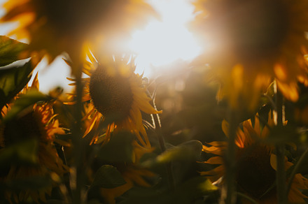 Sunflower field, sunset light, lands