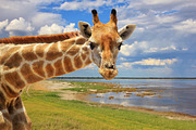 Giraffe - Yes, Looking at You, an Animal Photo by Wildlife Wonder (Thumbnail 1 of 2)