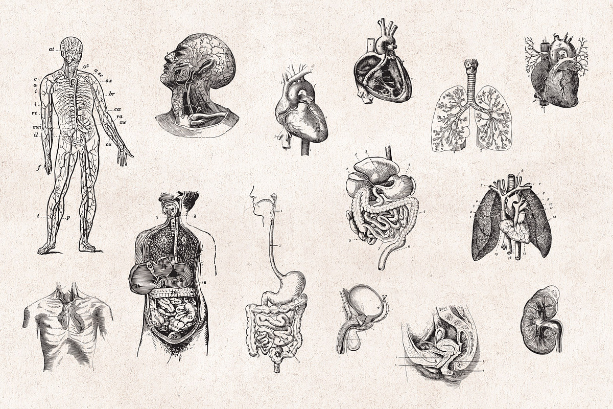 Anatomy Engravings Set, an Object Graphic by Graphic Goods (Photo 4 of 7)