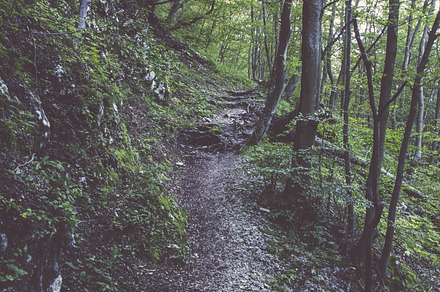 Path In The Forest Stock Photo Containing Forest And Path preview 5