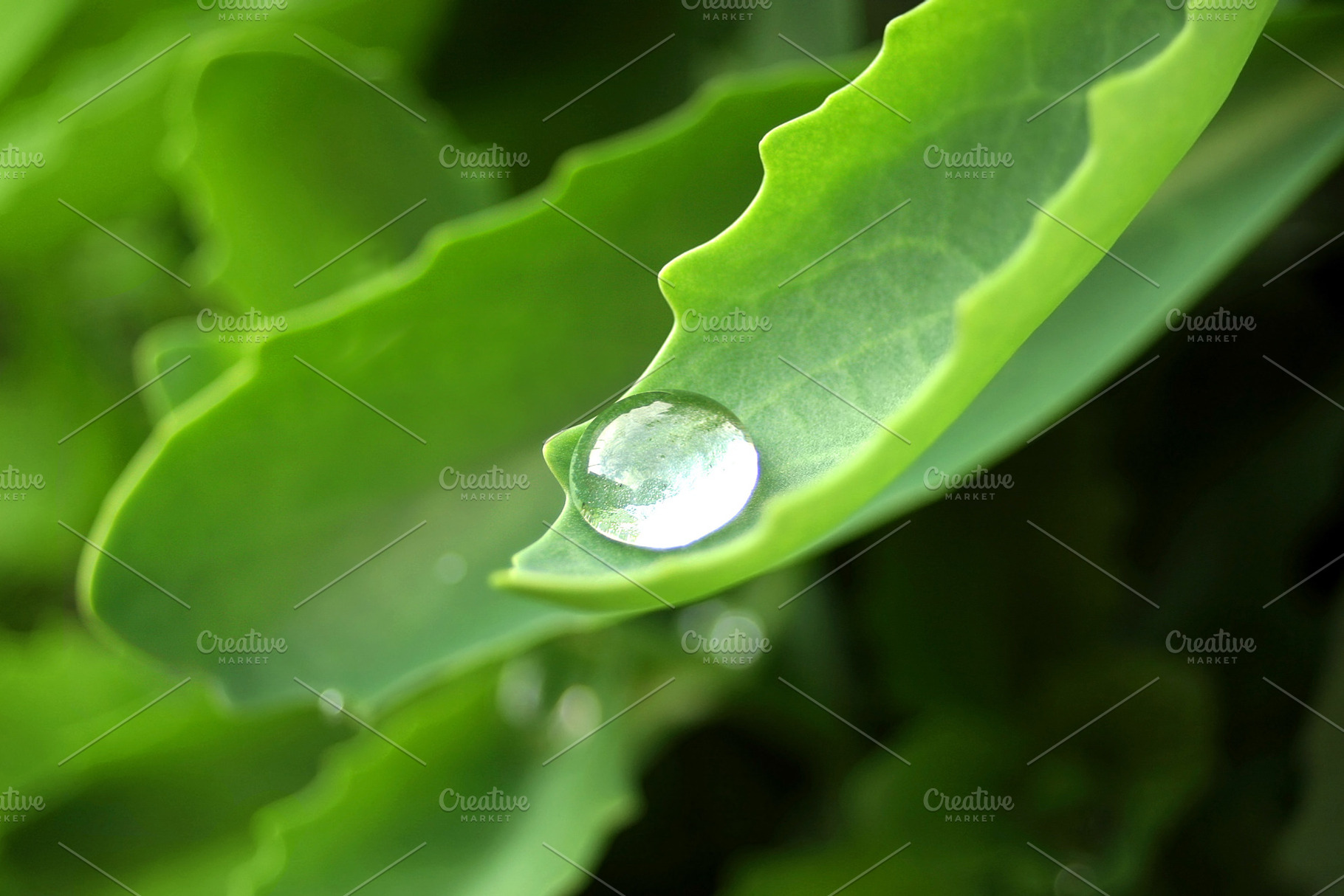 Big drop on leaf, a Photo by saiko3p
