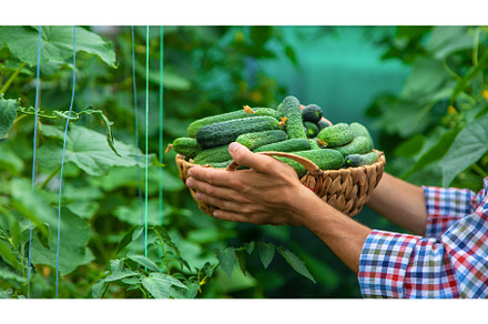 A man holds a harvest of cucumbers, a Food & Drink Photo by yanadjana