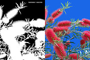 10 PSD Plants Collection 4, an Object Graphic by envirographic (Thumbnail 5 of 5)