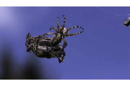 A large spider with thin legs, an Animal Photo by Media Whale Stock