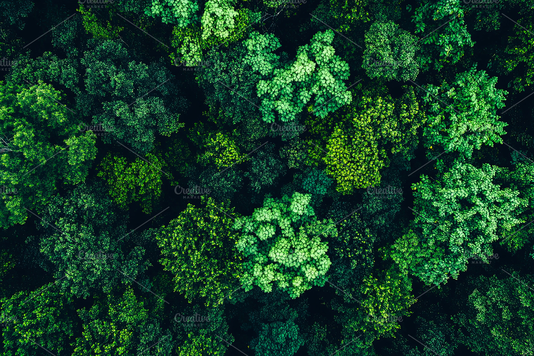 Aerial View of Dense Forest, a Nature Photo by Ales Munt
