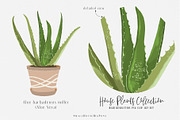 House Plants Collection Set II, a Graphic by SmallHouseBigPony (Thumbnail 4 of 21)