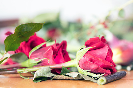 Red roses close up