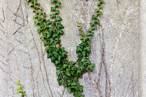 Green ivy climbing a gray cement wal, a Nature Photo by Perpis