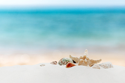 Vacation, beach or travel concept. Composition of different shells on the sand, a Holiday Photo by Lenor4ik