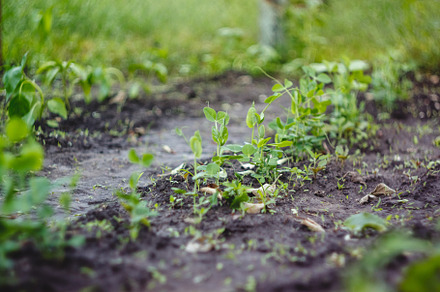 Young seedlings planted in the garden in even rows, a Nature Photo by TanaCh