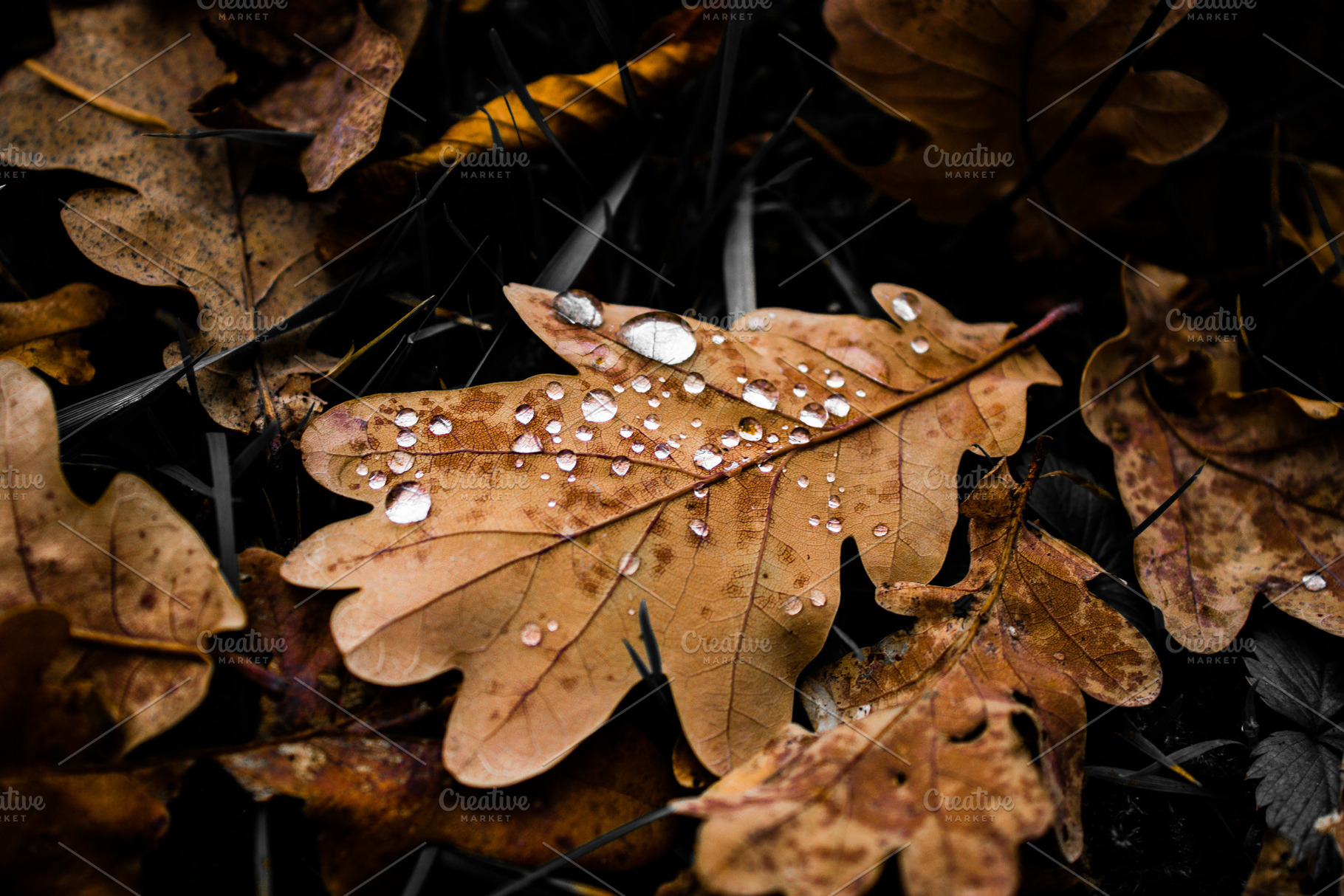 Autumn leaves, a Nature Photo by jakub_kopecky