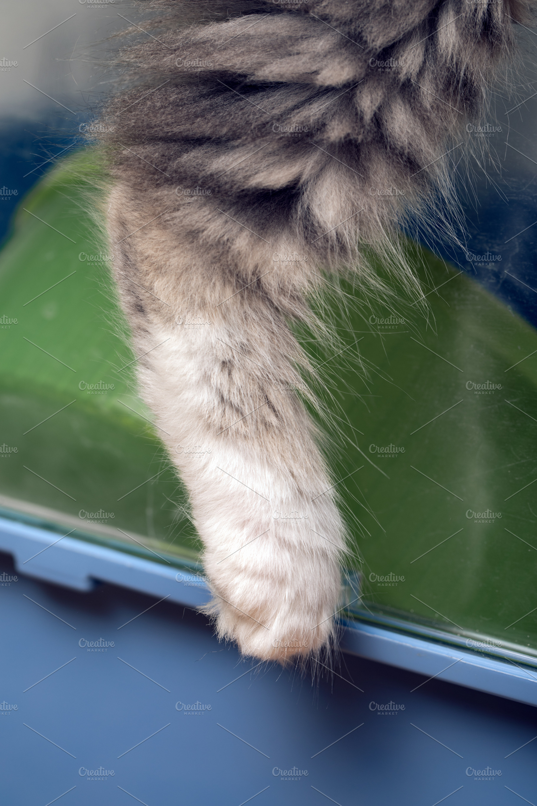 Close up of a fluffy cat paw with soft fur, resting near a green surface. Ideal, an Animal Photo by Ales Munt