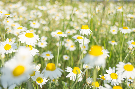 White Flowers On Field preview 5