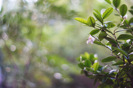 Flowers on bokeh blur background featuring flower, bokeh, and meadow