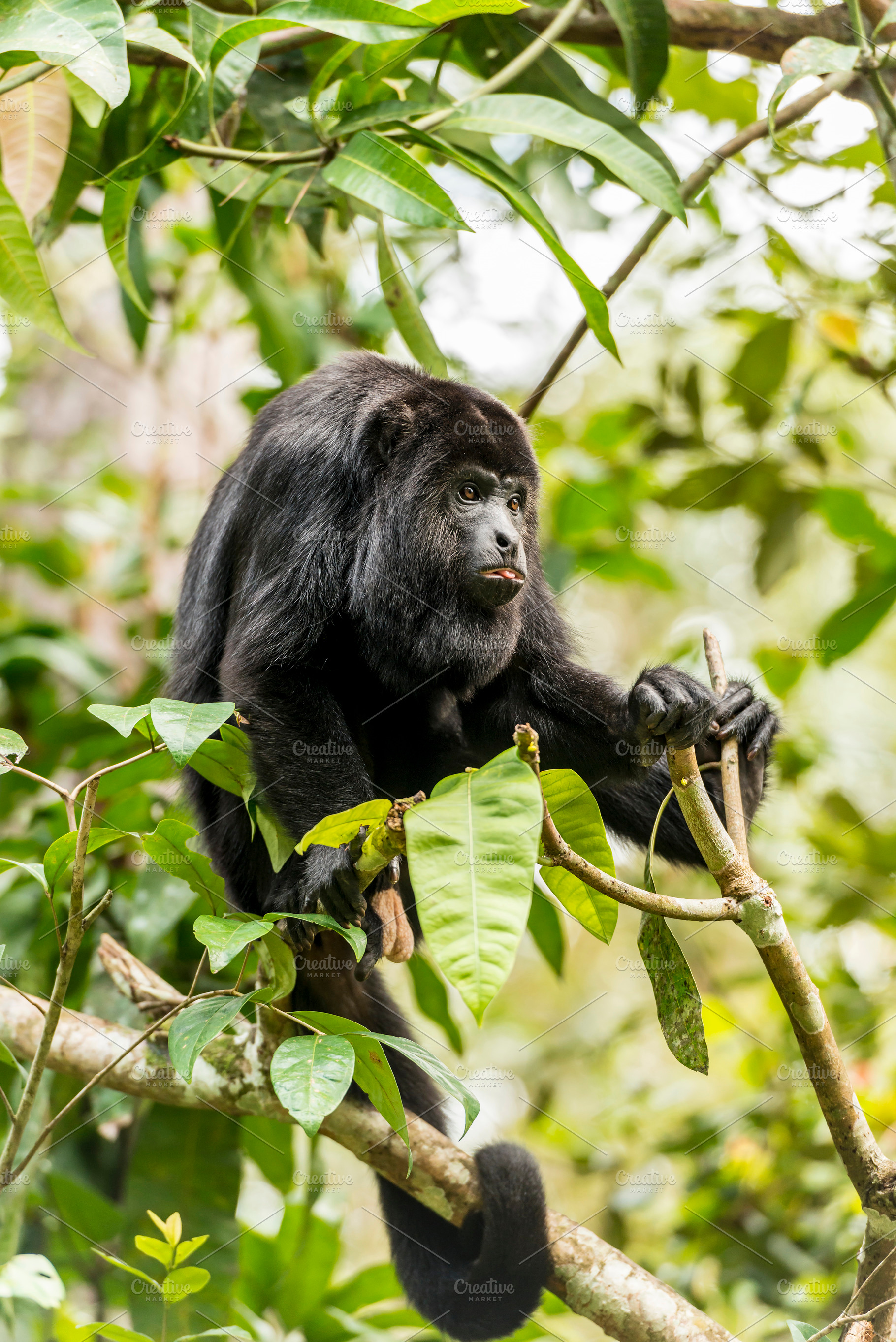 Black Howler Monkey Tongue Out, an Animal Photo by THP Creative