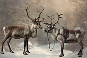 Reindeer PNG Overlays, an Object Graphic by Wild Honey Design Co. (Thumbnail 4 of 7)