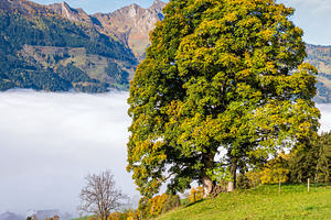 Misty autumn morning mountain and big lonely tree view from hiki, a Nature Photo by YuriyB