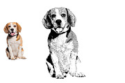 Animal Photo to Tracing, an Action Add-On by MRI STUDIO (Thumbnail 4 of 10)