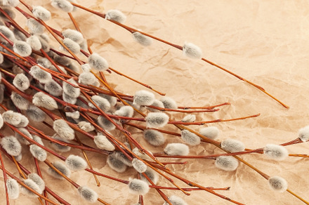 A bouquet of willow seals lies on old kraft paper, in retro styl, a Nature Photo by TanaCh