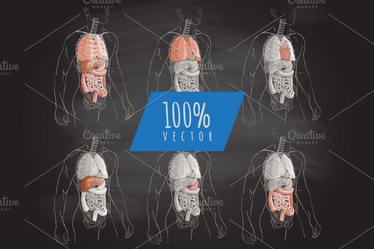 Systems Human Body Anatomy set, a Healthcare Illustration by Alltruecolours