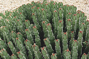 Wild Desert Cacti Bundle, a Nature Photo by HG Photography (Thumbnail 2 of 7)