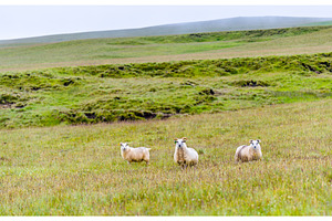 Sheep on pasture in Iceland, a Nature Photo by Leonid Andronov