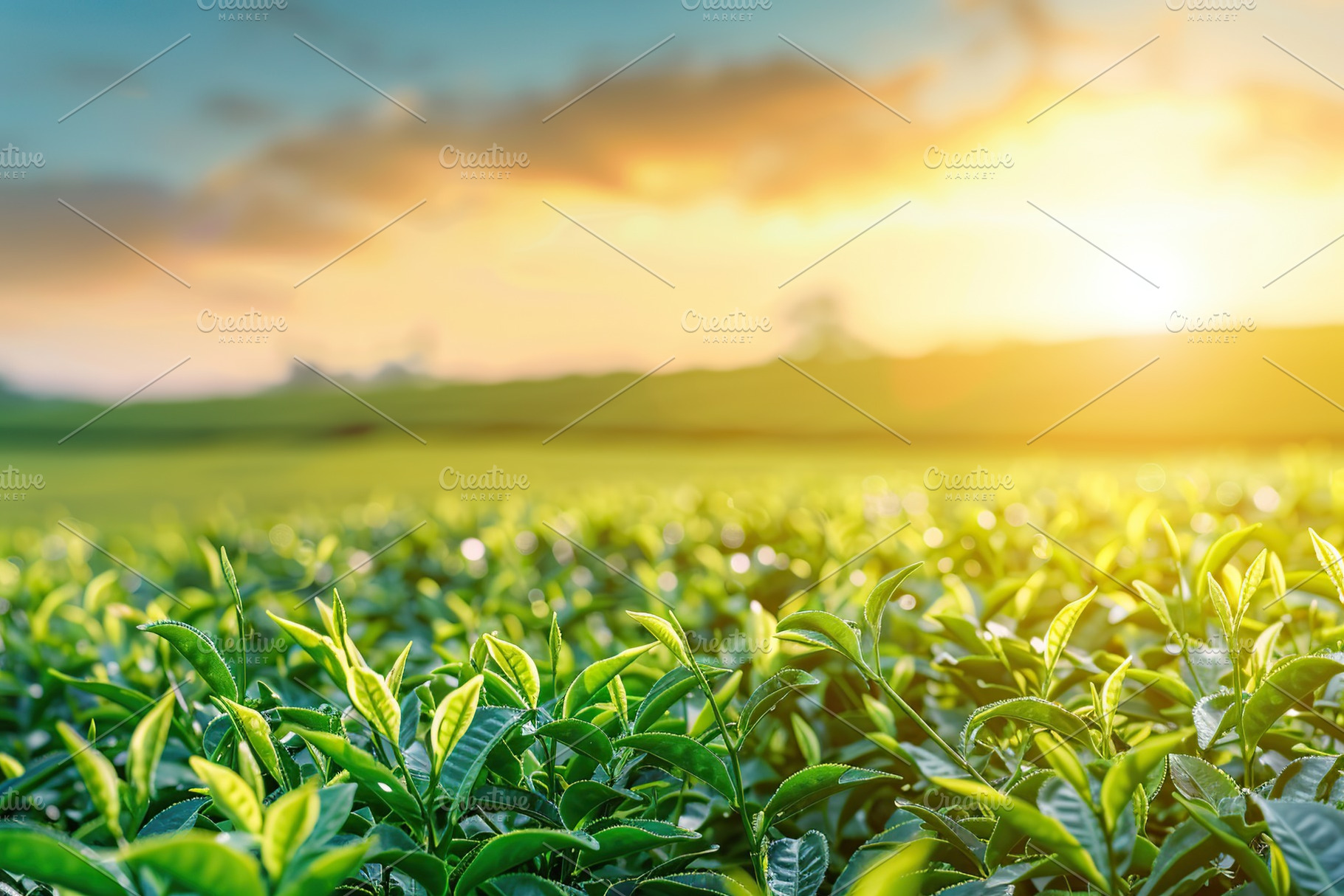 Green tea plantation at sunrise background, a Nature Photo by AlyaAnd