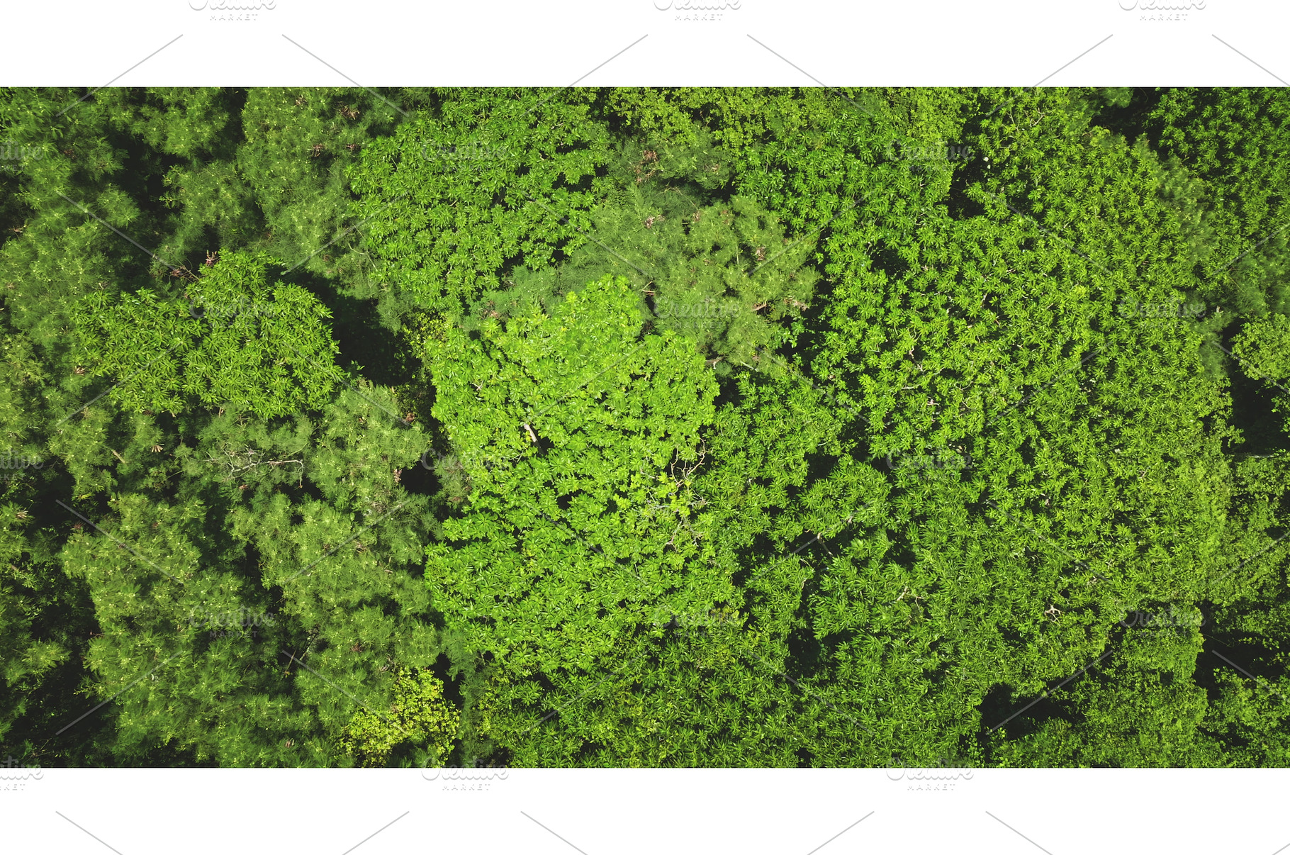 Lush green forest canopy covering, a Nature Photo by Goinyk