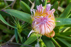 Carpobrotus chilensis, a Nature Photo by Imaginarium