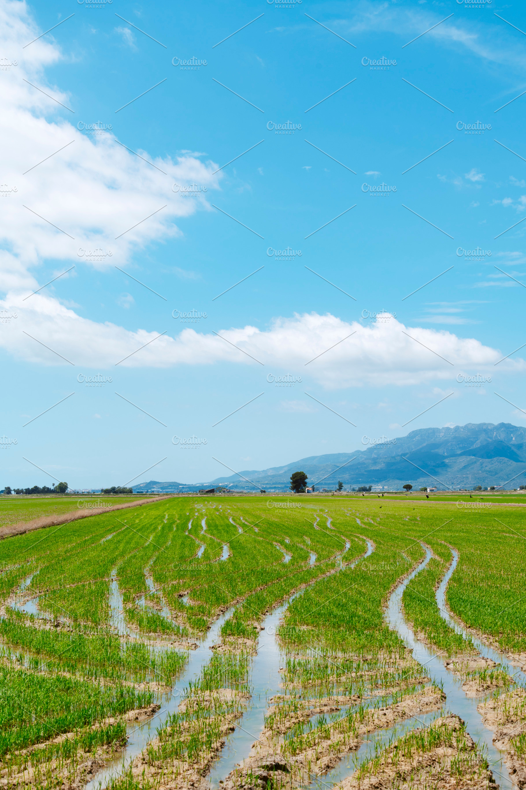 flooded rice fields toward the Montsia, in Spain, a Photo by Nito