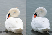 Nature Preset Pack 4, a Preset Add-On by MadeRed (Thumbnail 2 of 11)