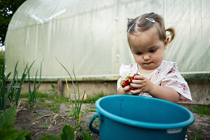 Toddler picking fresh strawberries from garden near greenhouse with a blue buck, a Person Photo by AS photostudio