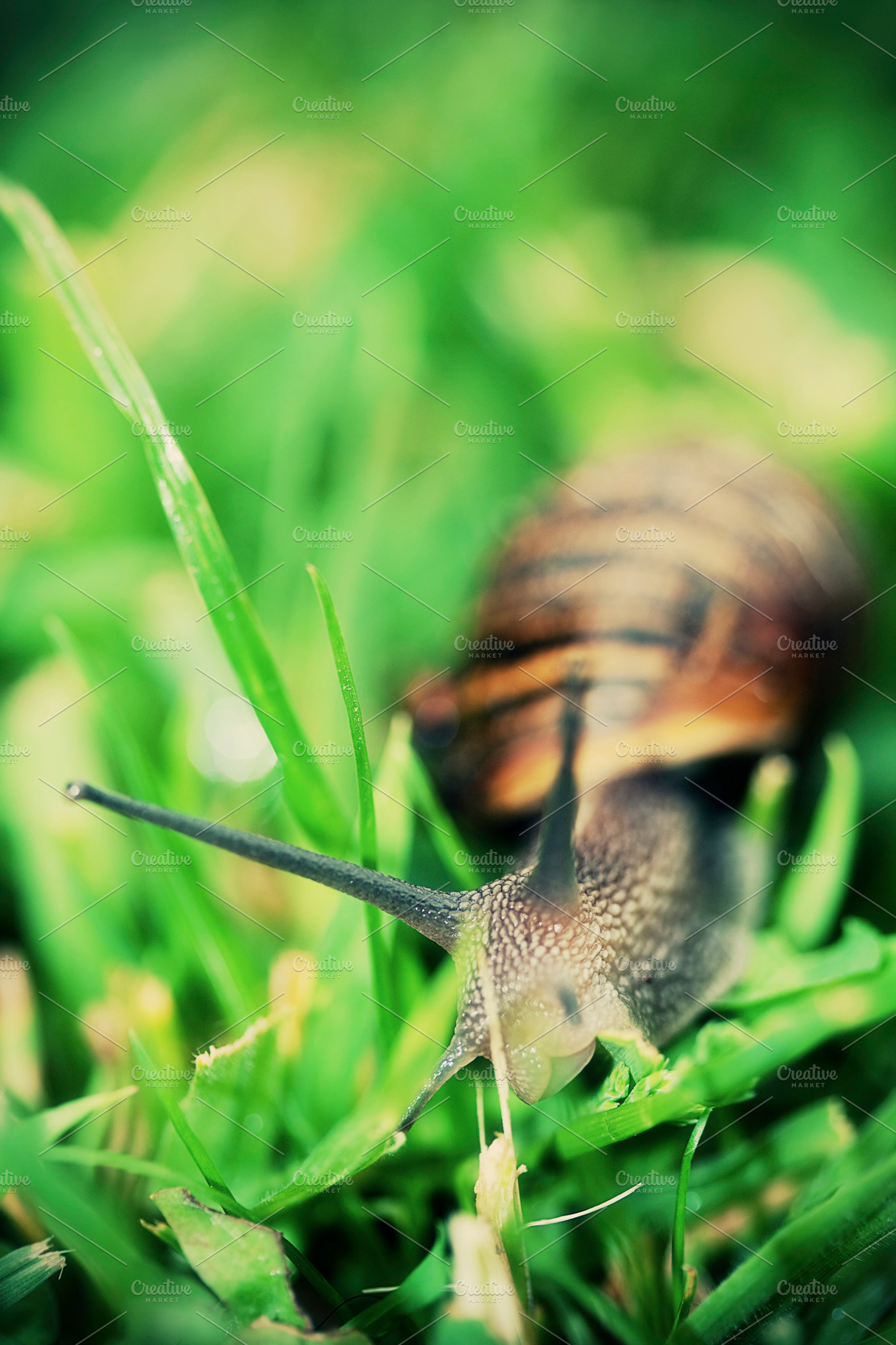 Snail stock photo containing snail and slow