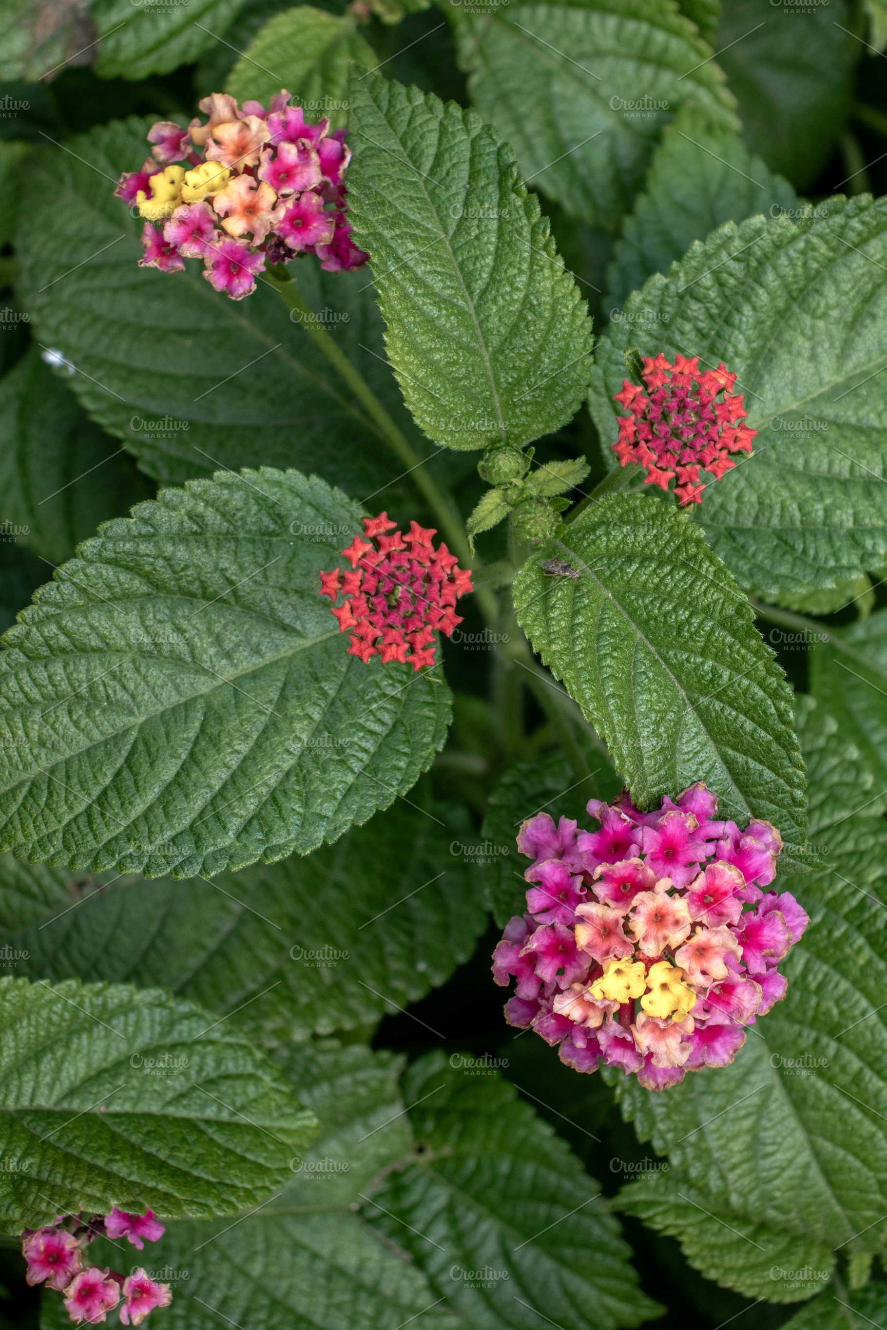Lantana camara in bloom, a Nature Photo by Schreibikus