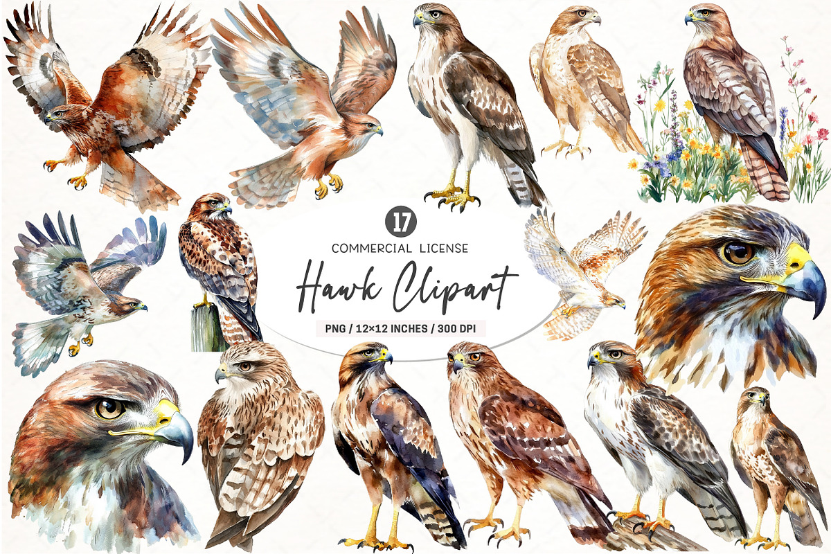 Hawk Watercolor Clipart, an Illustration by SinaCreation (Photo 1 of 4)